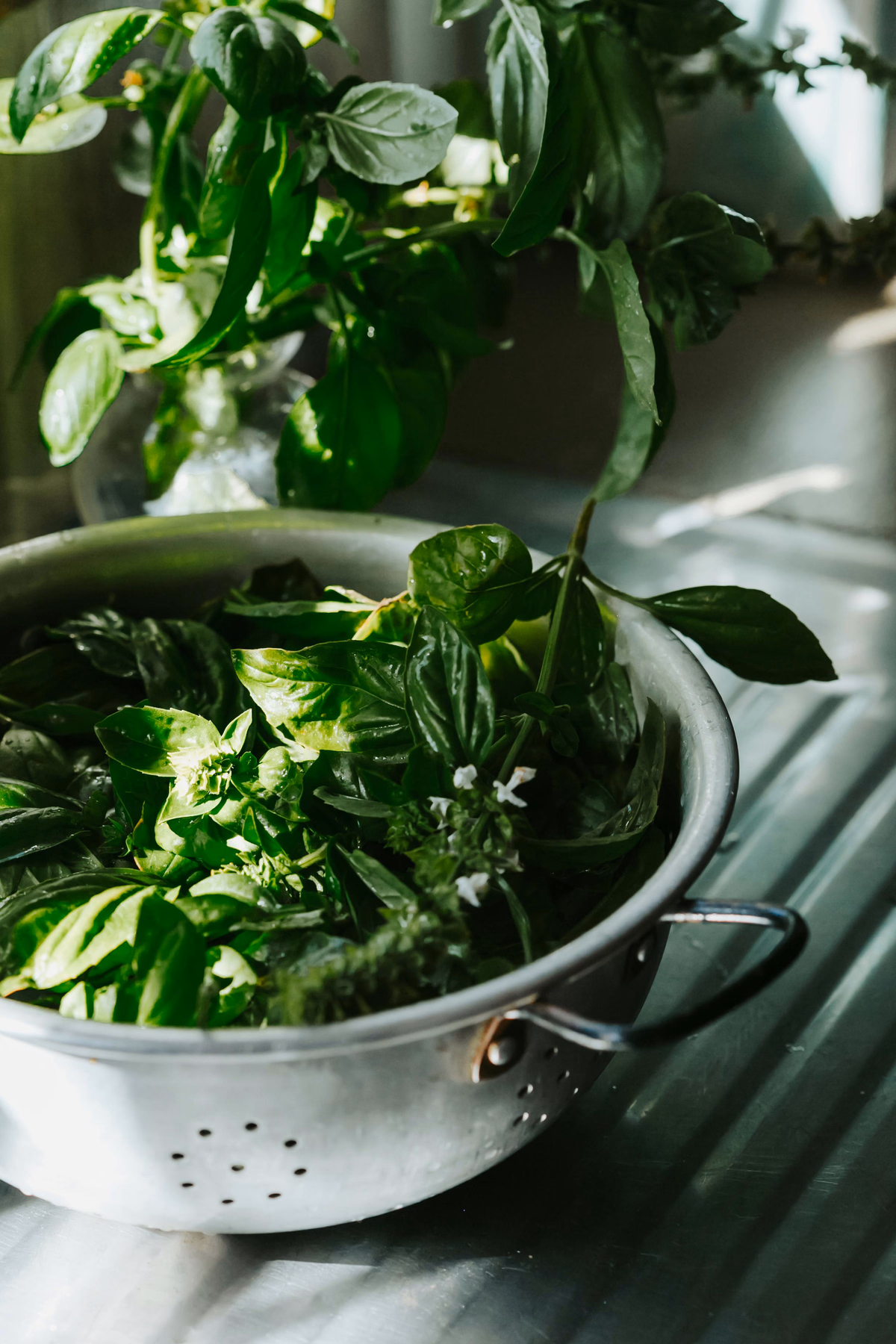 Basil