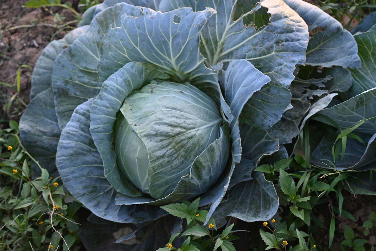 Cabbage